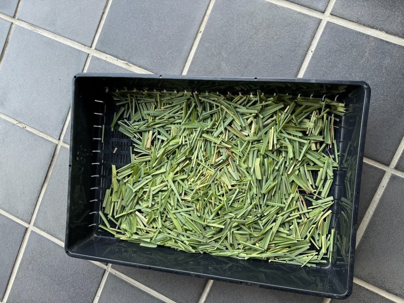 切ったレモングラスが黒い箱に入っている